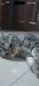 皇家猫粮 美短成猫粮 ASA31 通用粮 12月以上 2KG 实拍图