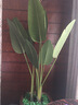 正想北欧大型仿真绿植盆栽摆件客厅阳台假植物盆景办公室前台假树摆设 旅人蕉 1.1米 实拍图