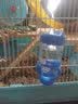 咪贝萌 仓鼠用品滚珠水壶饮水器防漏喂水喝水器饮水机小号金丝熊喝水壶 80ML粉色 收藏后优先发货 实拍图