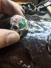 达派（dapai）德国真空封口机家用商用干湿两用全自动抽真空包装真空食品保鲜机塑封机抽腊肉真空封口 爆款推荐【5MM封口】限时送袋子 实拍图