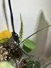 三思植物补光灯仿太阳全光谱 全光谱植物灯 盆栽花卉-40W四头分区补光 实拍图