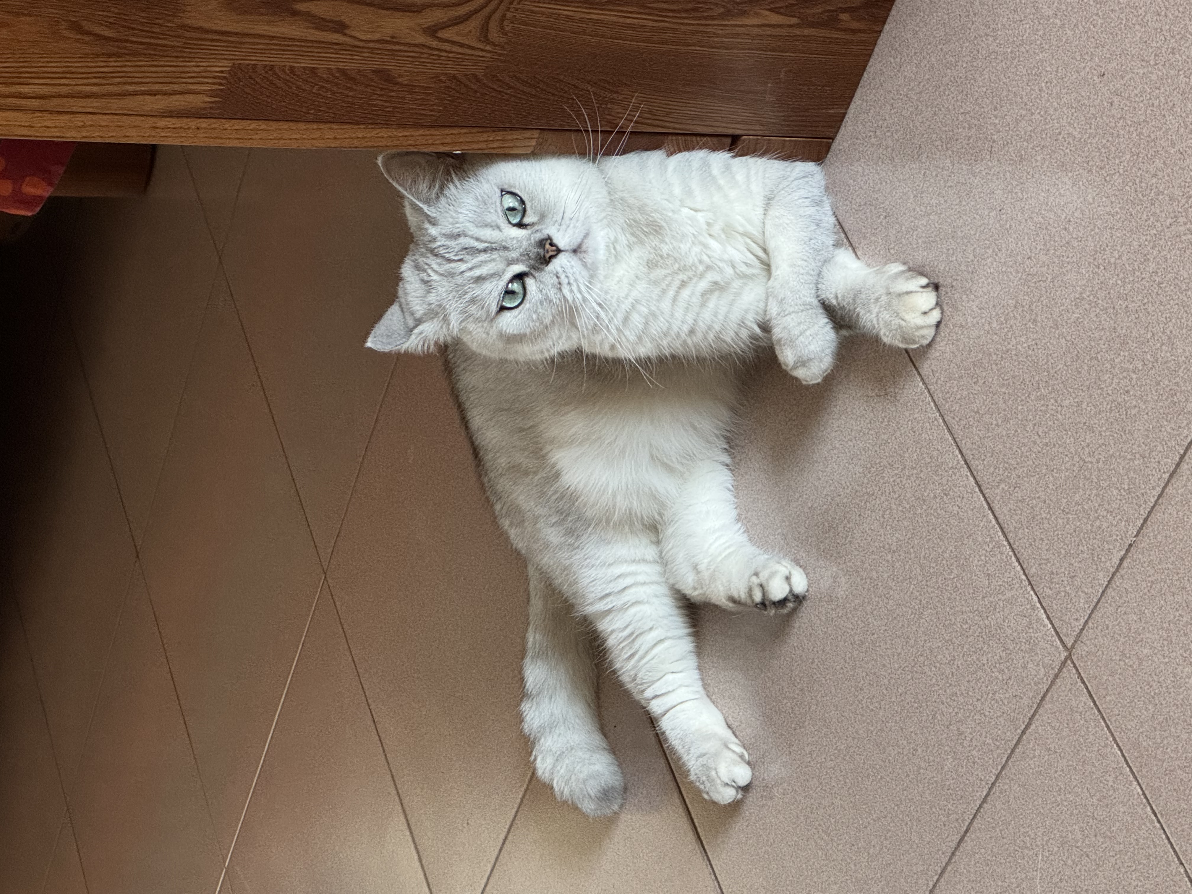 海乐妙猫咪体内驱虫药2-8kg（一片装）成猫打虫药防治寄生虫猫用 实拍图