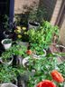 蜗家（WOJIA）蜗家阳台花架铁艺悬挂式花盆挂架栏杆绿萝花架护栏挂钩绿植架 实拍图