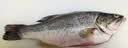 鲜活冲浪河鲈鱼400-500g/条 实拍图