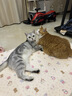 漫生活手工麻绳猫咪绳子捆绑装饰包装黄麻猫抓板4mm长100米带配件胶水 实拍图