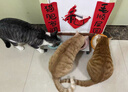 麦富迪猫粮 超肉粒冻干双拼成猫粮美毛护肠三文鱼10kg/20斤【宠物金选】 实拍图