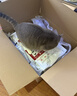 皇家成猫猫粮 营养均衡 F32 通用粮 1-7岁 4.5KG 实拍图