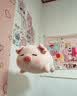 名创优品（MINISO）小猪B-BO翅膀款趴毛绒公仔玩具玩偶抱枕娃娃靠枕生日礼物女 实拍图