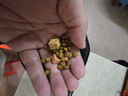 麦富迪猫粮 超肉粒冻干双拼幼猫粮免疫护肠胃 三文鱼2kg 实拍图