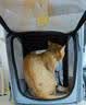 小佩宠物背包灰色 透明透气外出用大号便携小型犬双肩猫包 实拍图