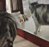 憨憨乐园猫玩具吸盘猫咪转转乐逗猫幼猫小猫逗猫棒自嗨解闷神器玩具 实拍图