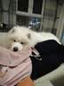 凯锐思 萨摩耶狗粮 幼犬成犬4斤犬粮专用粮 2kg 实拍图