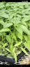 北蔬 七彩辣椒苗观赏食用泡椒夏秋蔬菜苗 七彩辣椒苗6棵源头直发包邮 实拍图