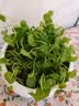 铜钱草水培植物大叶水栽鱼缸水养绿植金钱草小水草客厅室内外花卉 铜钱草盆栽（2盆） 实拍图