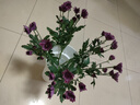 多头小雏菊60cm 5支(颜色随机）鲜花送礼物悦己家用 实拍图