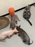 普安特宠物狗狗猫咪益生菌幼猫幼犬调理肠胃腹泻呕吐拉稀专用活性益生菌 实拍图