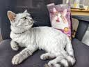 网易严选全价冻干双拼紫金烘焙猫粮 成幼猫高鲜肉无谷护肠胃500g 实拍图