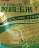 十月稻田 黄糯玉米 8根 3.52斤 真空包装 东北甜粘玉米棒 低脂早餐 实拍图