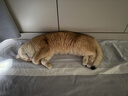 普安特猫咪狗狗宠物复合维生素片维生素b皮肤病视力衰退掉毛美毛金维葆 实拍图