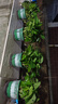 京东绿植绿萝盆栽除甲醛花卉绿植办公室新房净化空气180加仑4盆装源头直发 实拍图