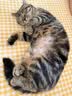 麦富迪猫粮 超肉粒冻干双拼成猫粮美毛护肠胃 三文鱼2kg 实拍图