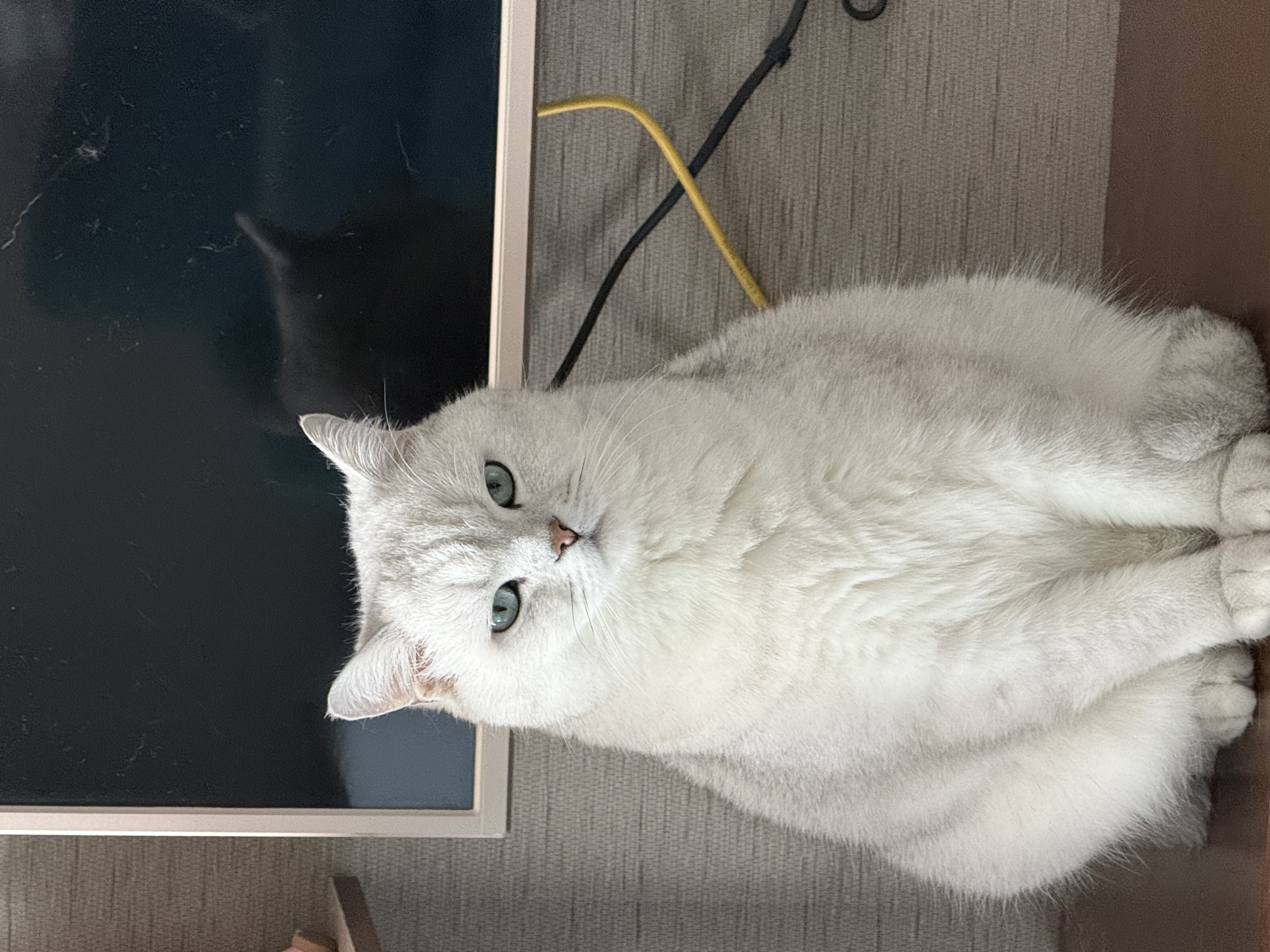 麦富迪猫罐头 barf霸弗主食猫罐头猫咪零食湿粮成猫呵护泌尿100g*12罐 实拍图