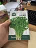 北蔬香菜种子苗老品种四季盆栽大叶芫荽阳台菜籽 大叶香菜籽种子600粒 实拍图