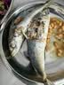 省级非遗传承人潮汕巴郎鱼潮汕特产巴浪鱼饭海鲜即食 巴浪鱼饭三斤 实拍图