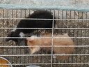 亿迪 猫粮幼猫成猫10斤全价国产布偶流浪猫蓝猫英短全阶段专用 实拍图