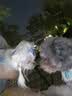 网易严选全价鲜萃烘焙犬粮鲜鸡肉果蔬高蛋白益肠 绝育法斗柯基 1.8kg*1袋 实拍图