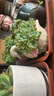 德沃多长方形花盆托盘220型*3塑料加厚花托接水底盘绿植兰花种植盆托 实拍图