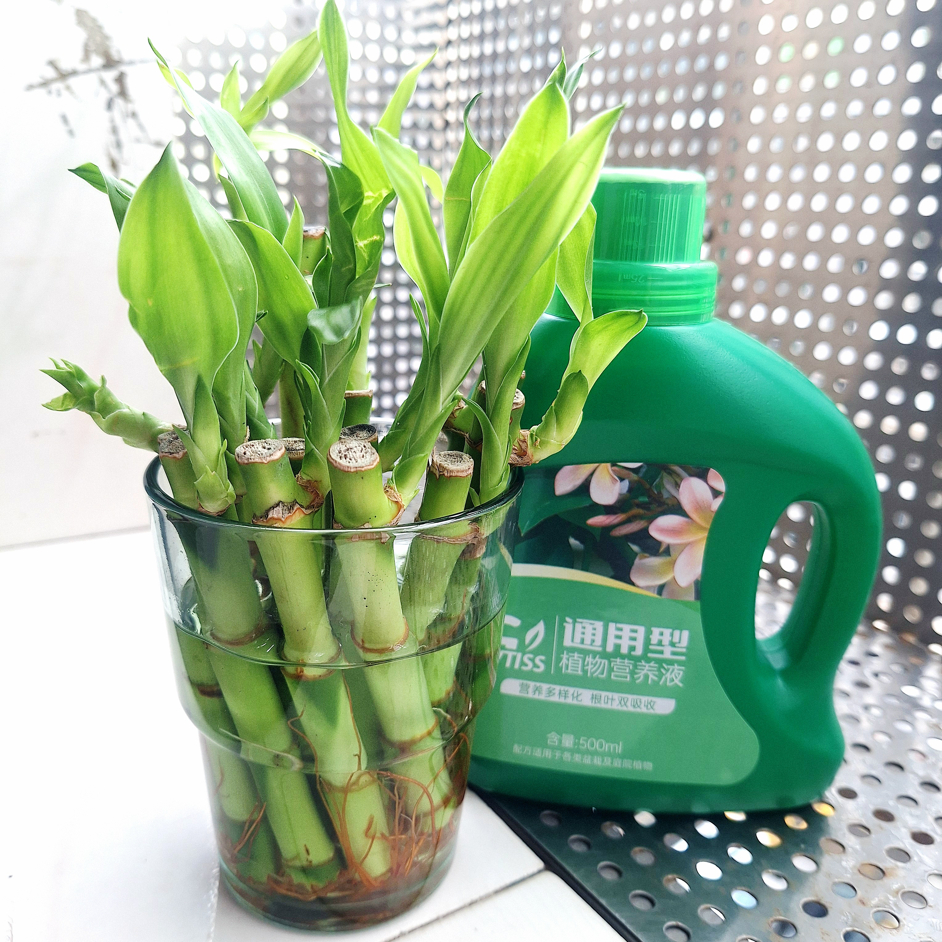 营养液植物通用型花肥发财树富贵竹绿萝水培盆栽家用花卉养花肥料 【通用型】500毫升一瓶 实拍图