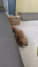 宝路狗粮 成犬狗粮中大中小型犬 全价狗粮牛肉味1.8kg 实拍图