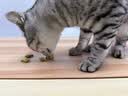 网易严选猫用薄荷饼干宠物幼猫成猫猫咪零食饼干薄荷味 95克 实拍图