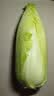 格沃斯云南新鲜现拔龙牙白菜时令蔬菜龙芽菜供港农家菜绿色青菜火锅涮菜 供港龙芽白菜 5斤【龙牙白菜】 人工精选 实拍图