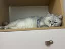 皇家猫粮 英短成猫粮 BS34 通用粮 12月以上 2KG 实拍图
