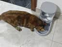 华元宠具超大容量宠物自动喂食器狗狗饮水机狗盆猫碗喂水猫咪投食器套装 实拍图