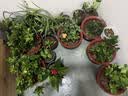 栀子花盆栽四季卉植物室内绿萝绿植茉莉花带花苞开花好养树苗植物 【主图怀抱款】精品级230#特大盆栀子花+加仑盘 送营养液 实拍图