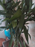 花翁富贵竹水培绿植招财转运室内客厅水养花卉盆栽植物文昌竹源头直发 实拍图