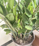九千谷植物支撑架园艺花架阳台花园绣球月季爬藤 半圆20*35CM 3对装6393 实拍图