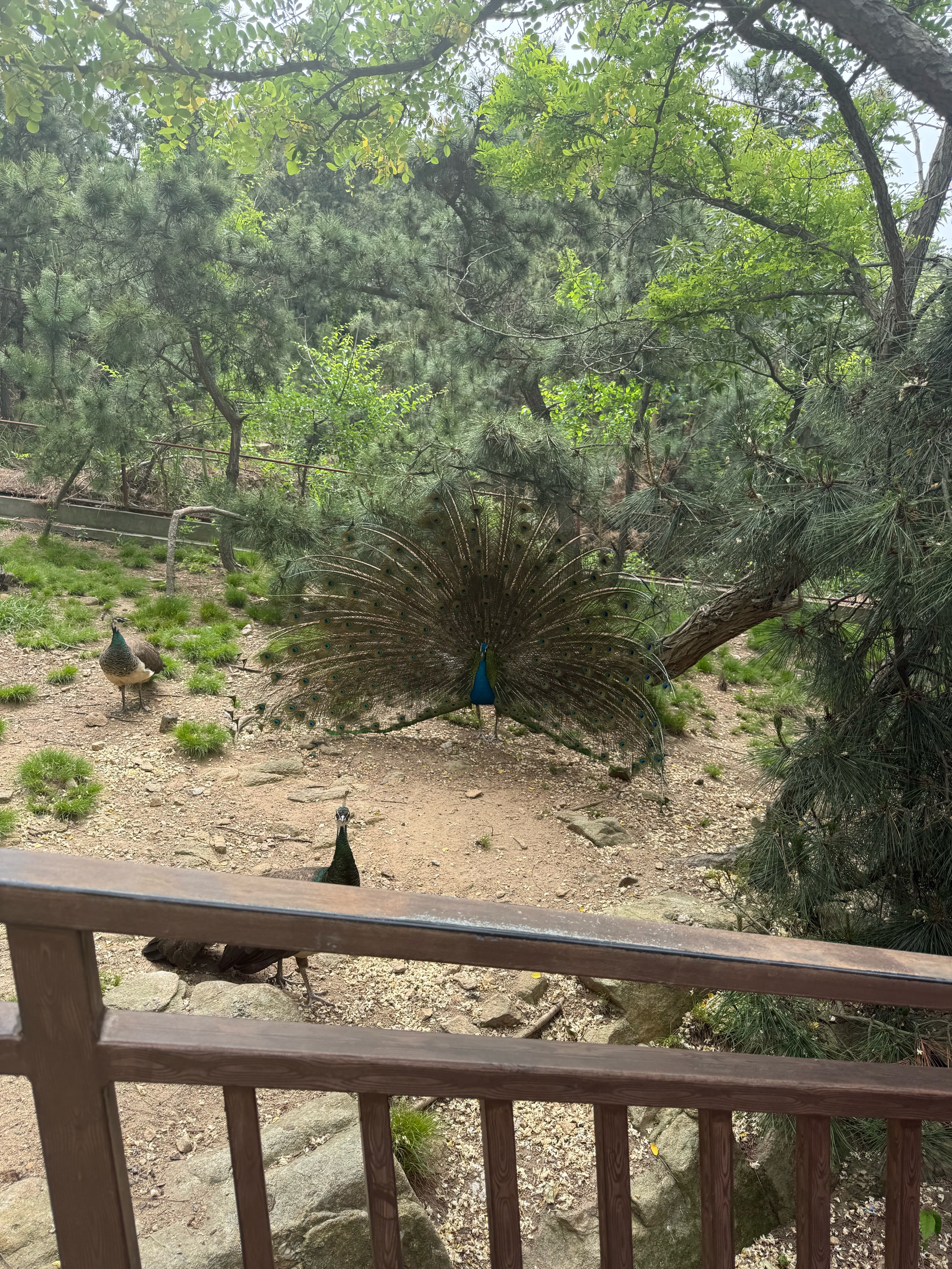 探险者（TAN XIAN ZHE）露营车儿童可躺户外推车野餐车露营装备折叠露营推车营地车买菜车 250L 曜石黑坦克轮【轮宽10CM】 实拍图