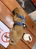 TRUELOVE狗狗牵引绳背心式遛狗链子小型犬胸背带泰迪金毛宠物用品法斗柯基 碎花蓝（不含牵引绳） XS胸围33-43cm建议2kg-5kg 实拍图