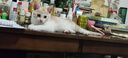 舒腾中华田园小猫咪活体田园猫宠物家养猫咪橘猫幼猫活体土猫狸花猫咪 田园级 橘白 公（幼猫两个月左右） 实拍图