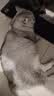 领先成猫尝鲜礼包主食级烘焙猫粮猫条餐盒汤包（新老款随机发货） 实拍图