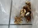 鲜级佳大凉山新鲜湿核桃去青皮嫩核桃老树薄纸皮核桃孕妇专用生核桃新货 甄选净重5斤【去青皮】送夹子 实拍图