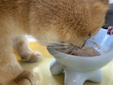 领先成猫尝鲜礼包主食级烘焙猫粮猫条餐盒汤包（新老款随机发货） 实拍图