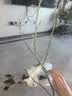 广西无籽砂糖橘子树苗南北方种植家庭庭院沙糖桔果树带土盆栽 【带土带叶】3年精选苗（当年结果） 81cm(含)-110cm(含) 实拍图