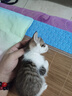 舒腾中华田园小猫咪活体田园猫宠物家养猫咪橘猫幼猫活体土猫狸花猫咪 田园级 随缘 母（幼猫两个月左右） 实拍图