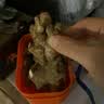 滇鲜生正宗云南小黄姜 新鲜生姜 农家自种 调味新鲜食材蔬菜 食用月子姜 优选小黄姜1斤 实拍图