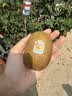 佳沛（zespri）新西兰阳光金奇异果10粒巨大果单果146-175g 猕猴桃水果礼盒 实拍图
